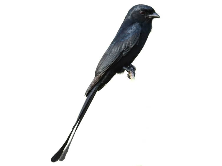 Black Drongo (Dicrurus macrocercus)