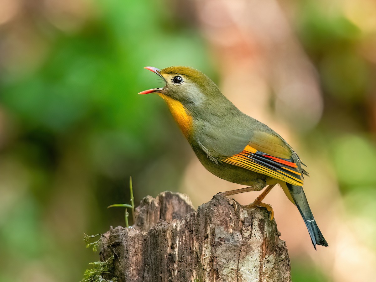 Red-billed Leiothrix (Leiothrix lutea)