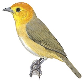 Tangara de cabeza naranja (Thlypopsis sordida)