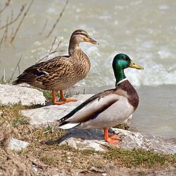 Kachna divoká (domácí) (Anas platyrhynchos domesticus)