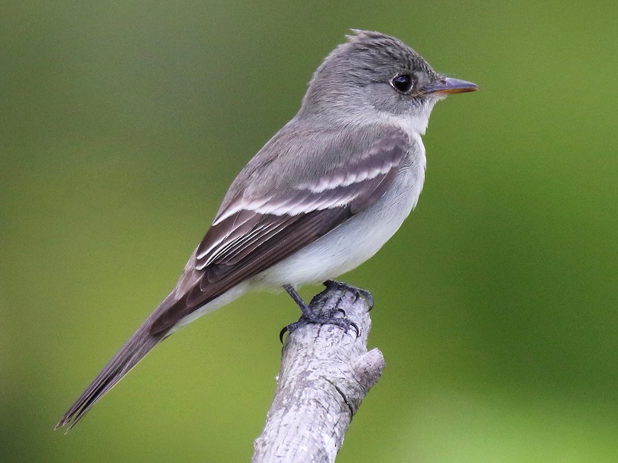 Mosquero Verdoso Mayor (Contopus virens)