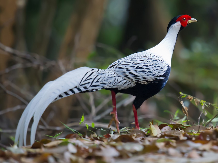 Серебряный фазан (Lophura nycthemera)