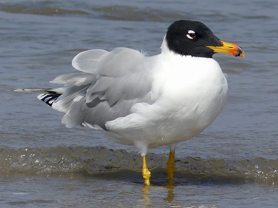 Mewa czarnogłowa (Ichthyaetus ichthyaetus)