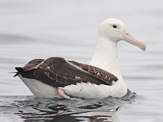 Kuzey Kraliyet Albatrosu (Diomedea sanfordi)