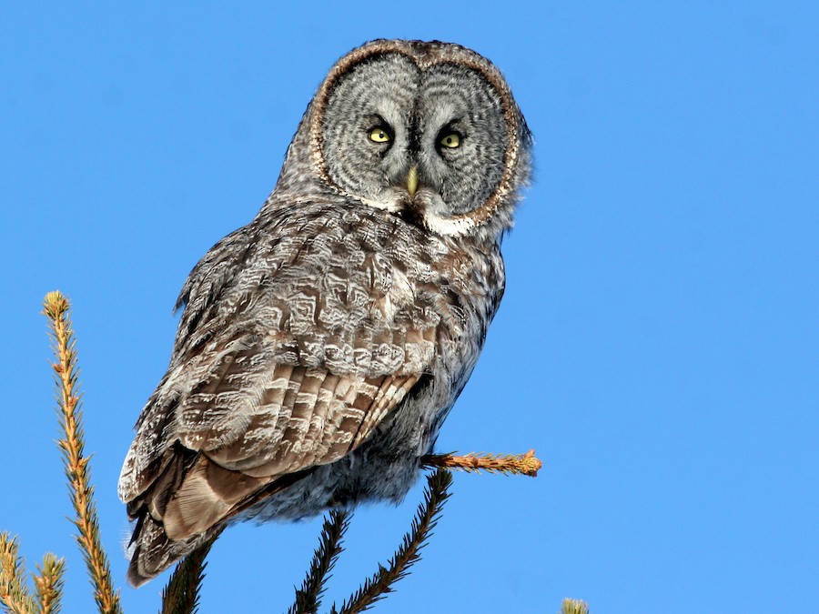 Lappugle (Strix nebulosa)