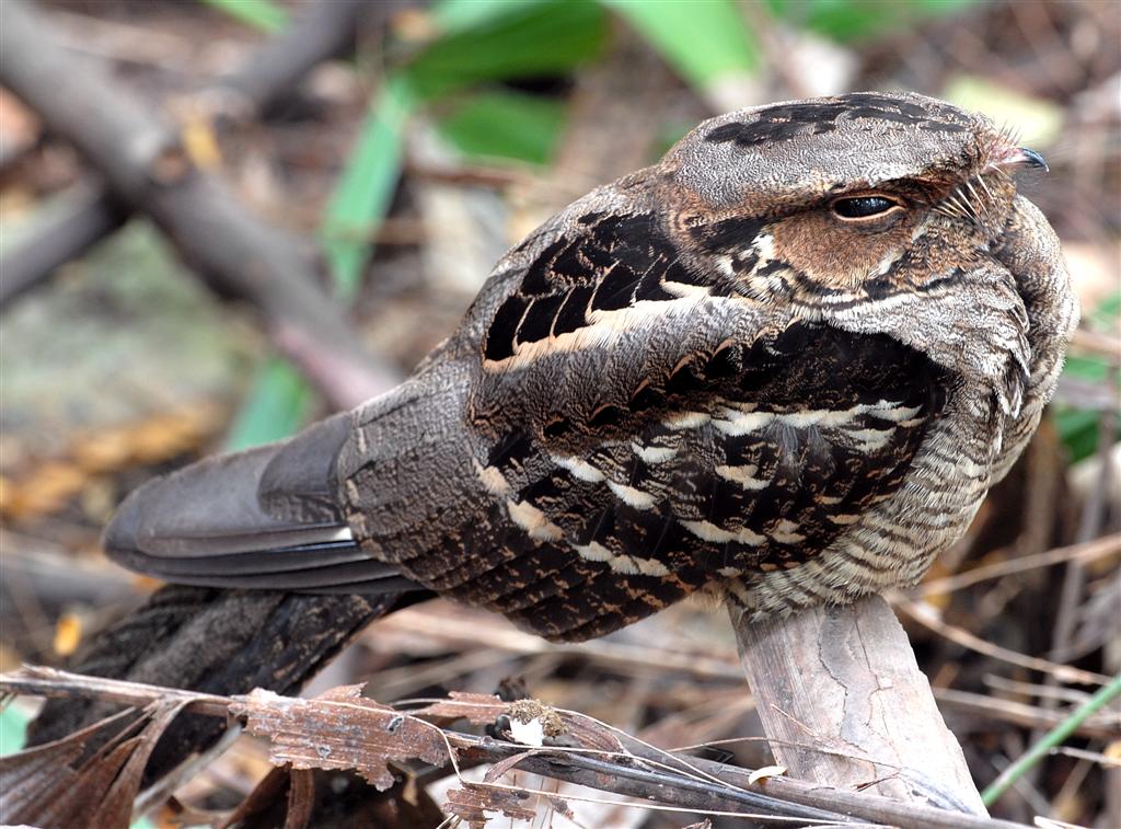 Обыкновенный козодой (Caprimulgus europaeus)