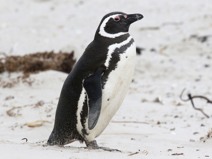 Magellanic Penguin (Spheniscus magellanicus)