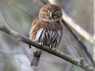 Northern Pygmy-Owl (Glaucidium gnoma)