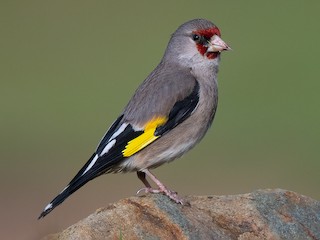 Седоголовый Щегол (Carduelis caniceps)