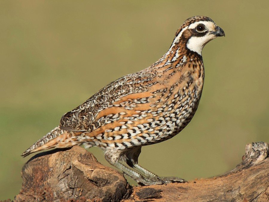 Kuzey Bobwhite Bıldırcını (Colinus virginianus)