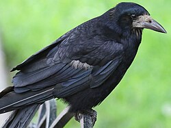 Havran polní (Corvus frugilegus)