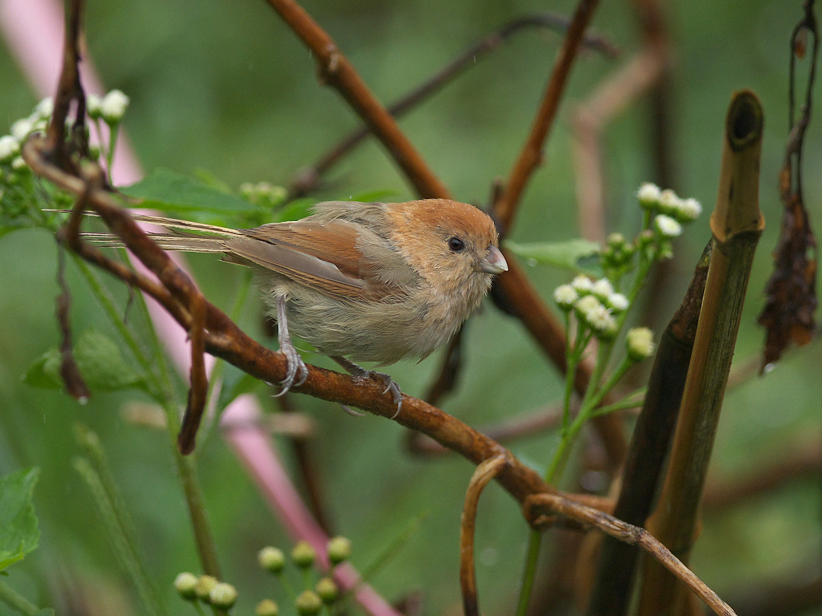 붉은뺨에이시아 (Suthora webbiana)