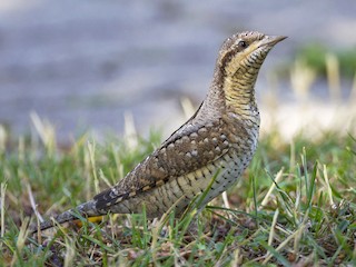 Wendehals (Jynx torquilla)