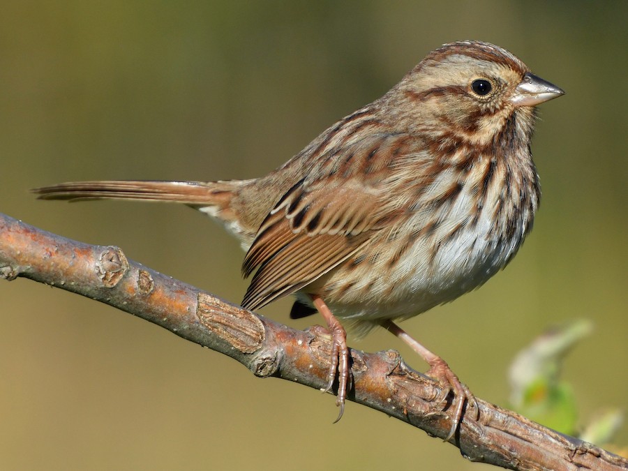 Pasówka śpiewna (Melospiza melodia)