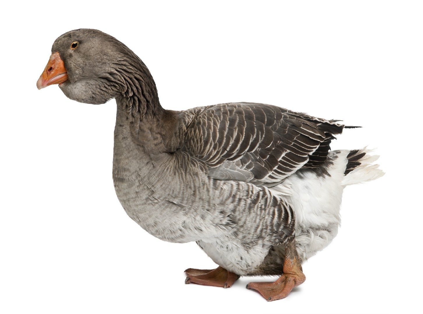 Domestic Goose (Anser anser domesticus)