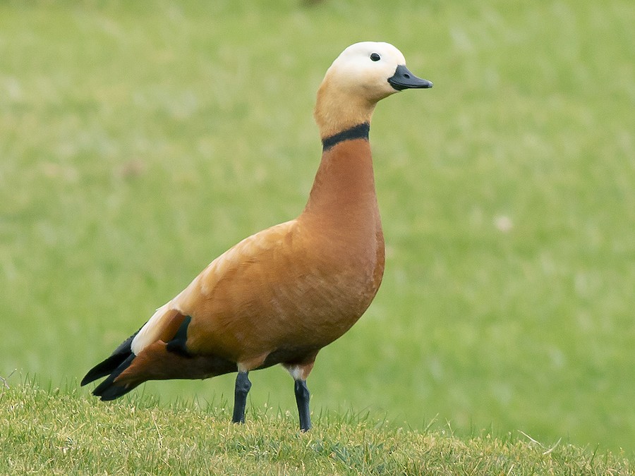 Angıt (Tadorna ferruginea)