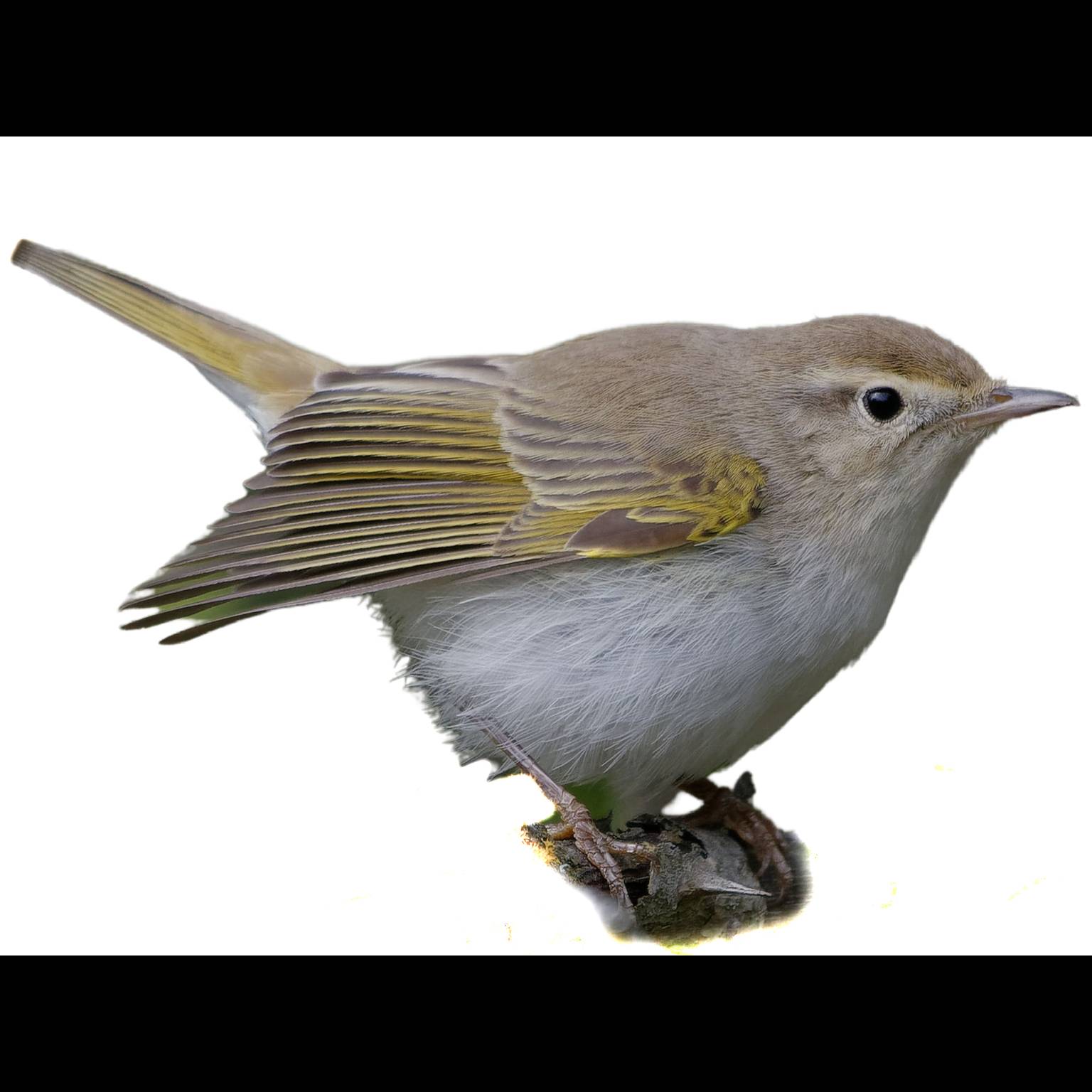 Felosa-de-Bonelli-Ocidental (Phylloscopus bonelli)