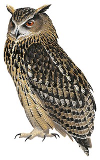 Eurasian Eagle-Owl (Bubo bubo)