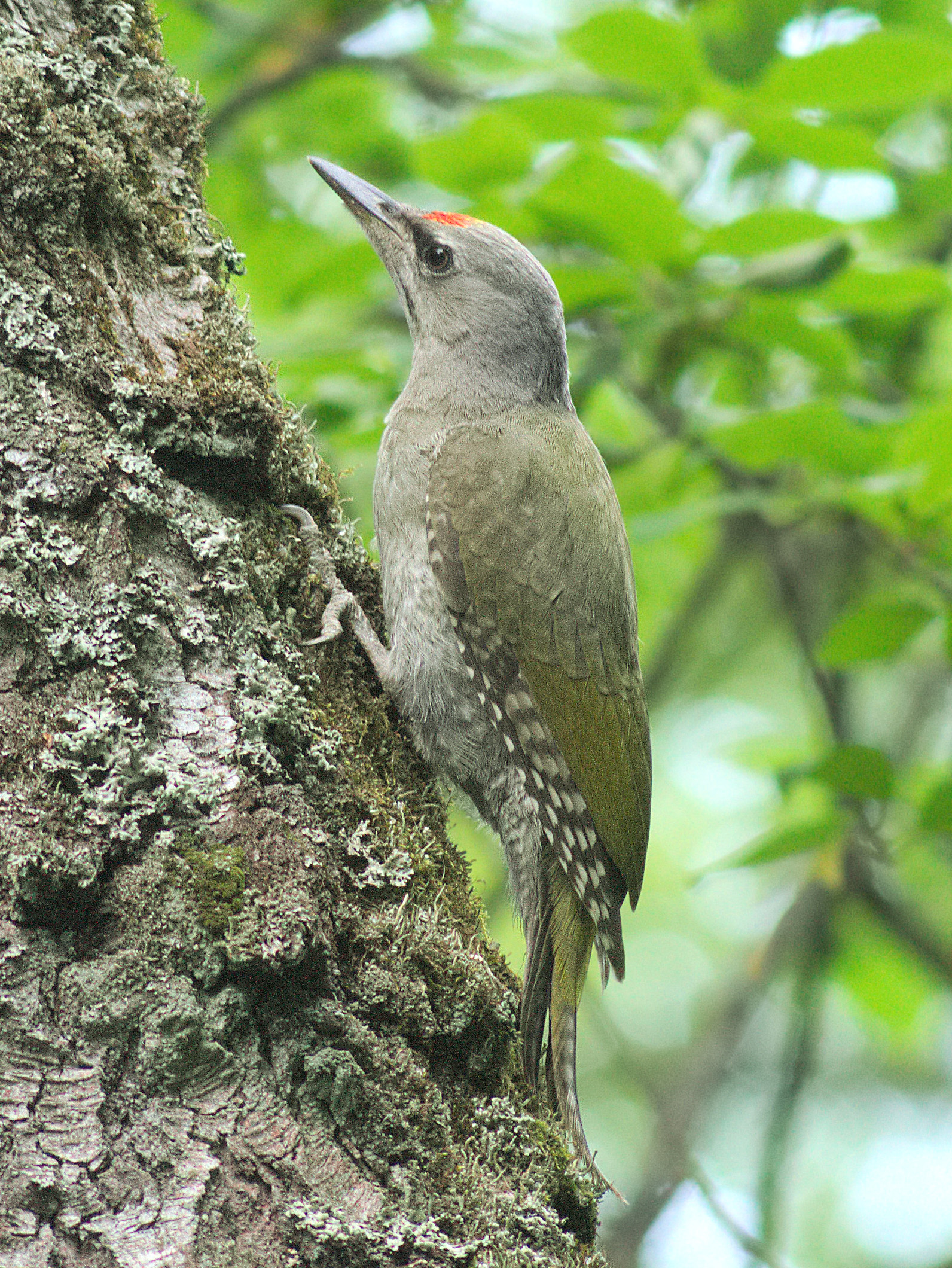 Žluna šedá (Picus canus)