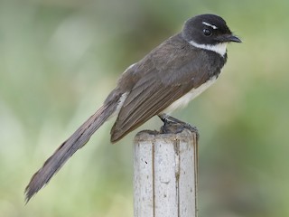 Pied Fantail (Rhipidura javanica)