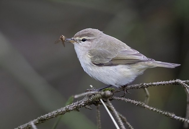 Пеночка-теньковка (сибирика) (Phylloscopus collybita tristis)