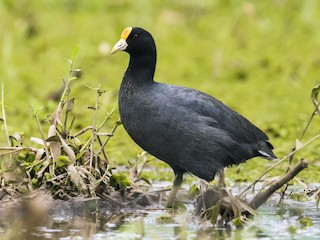 Focha Aliblanca (Fulica leucoptera)