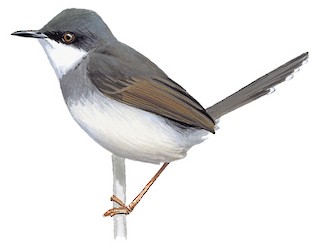 Prínia-de-peito-cinzento (Prinia hodgsonii)