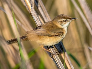 Индийская камышевка (Acrocephalus agricola)