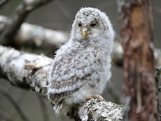 Длиннохвостая неясыть (Strix uralensis)