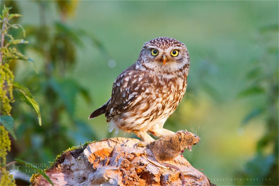 Pójdźka zwyczajna (Athene noctua)