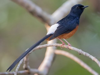 Shama Coliblanco (Copsychus malabaricus)