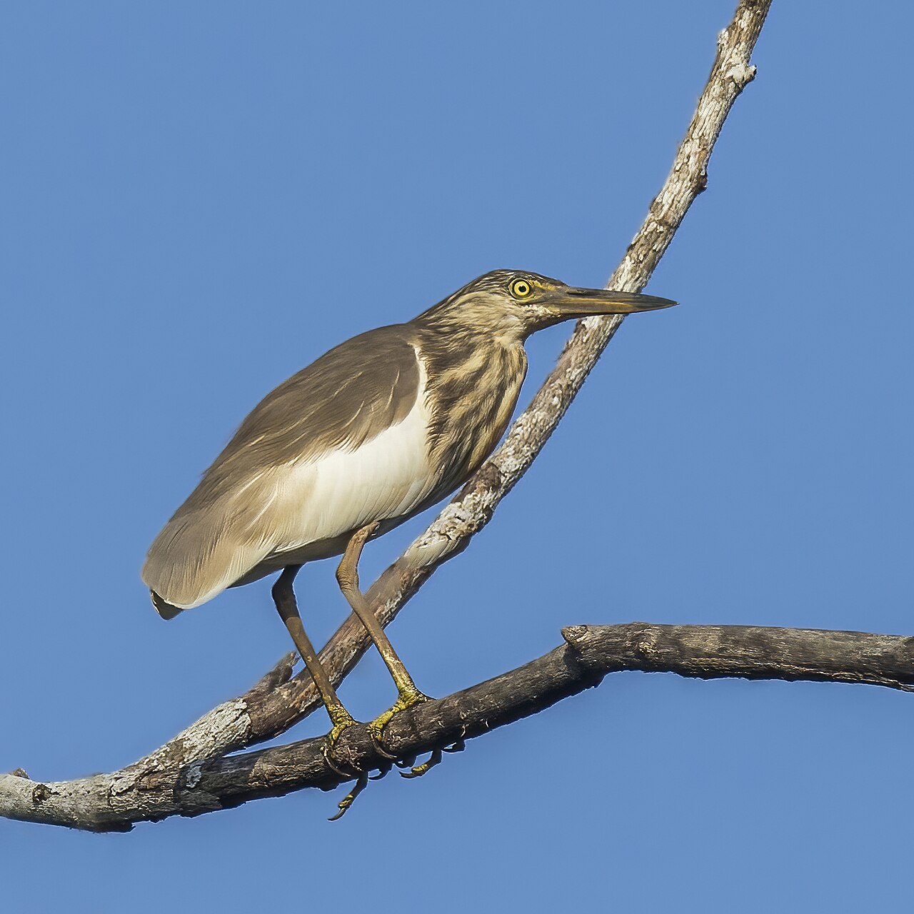Indian Pond Heron (Ardeola grayii)