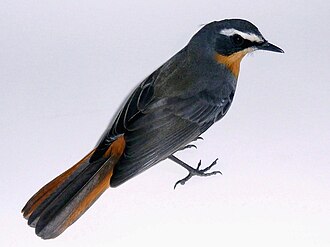 Cape Robin-Chat (Cossypha caffra)