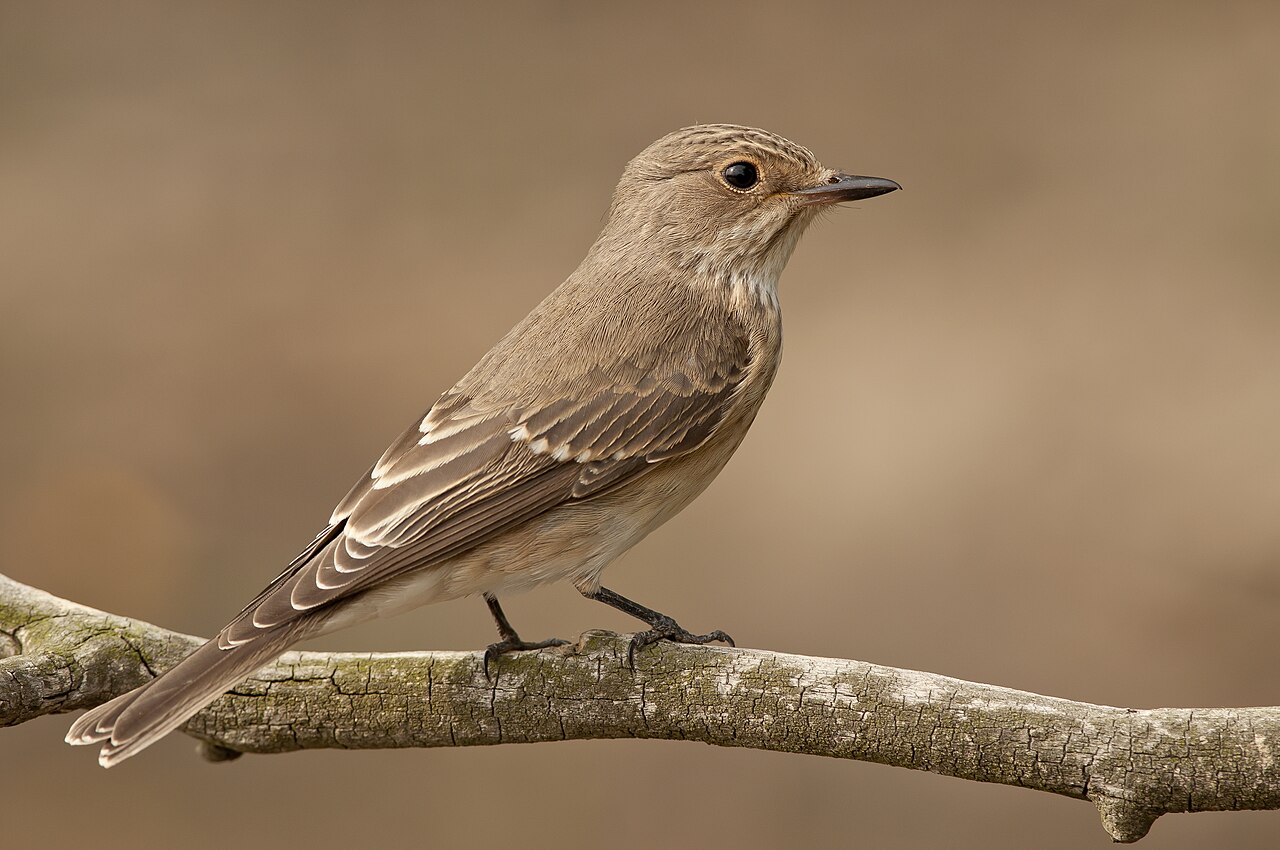 Grauschnäpper (Muscicapa striata)