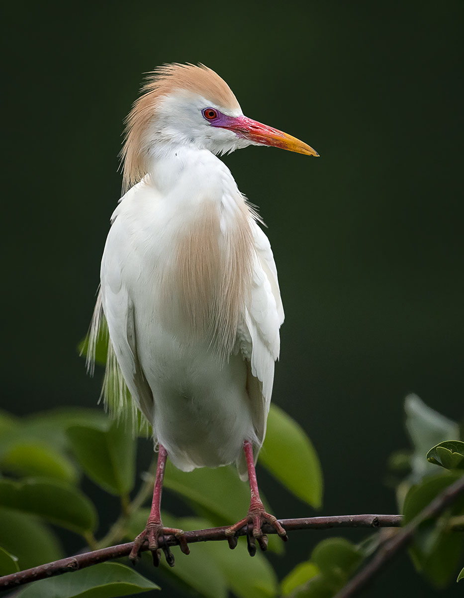 أبو قردان (Bubulcus ibis)