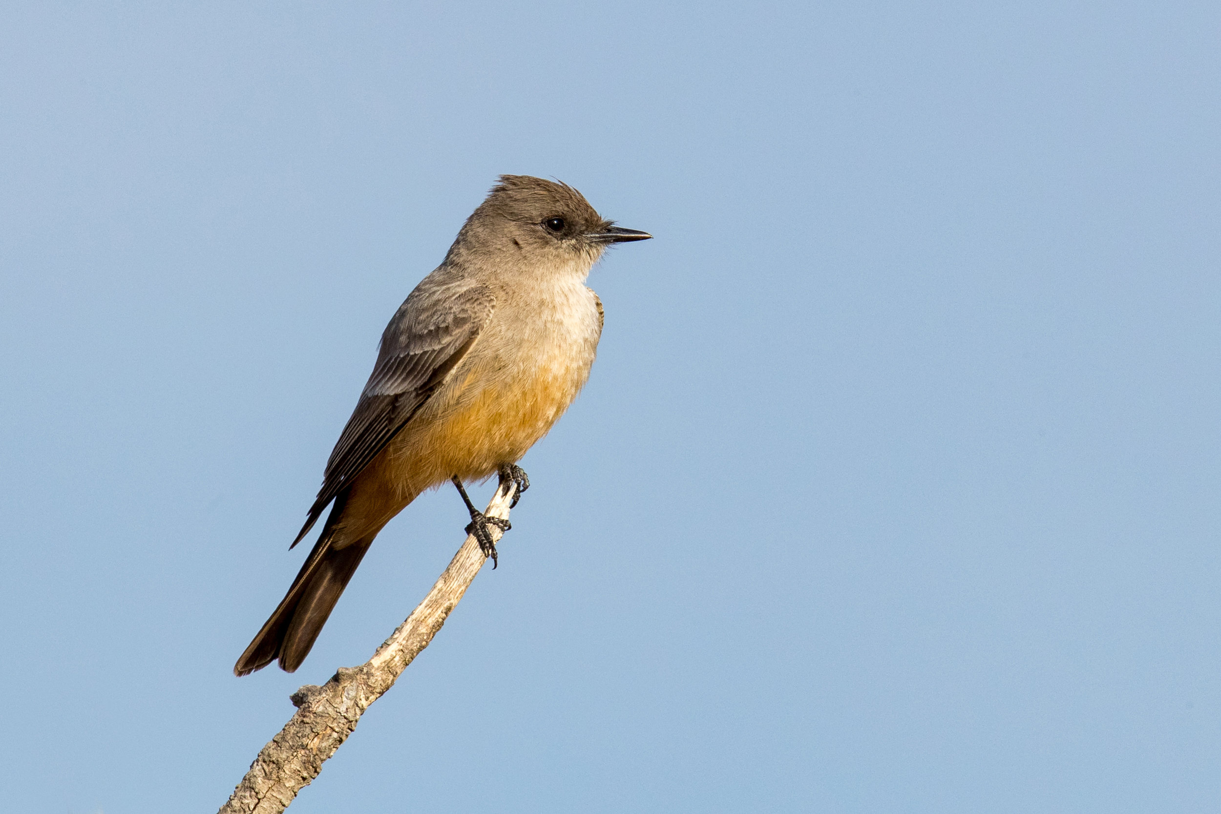 Eastern Phoebe (Sayornis phoebe)