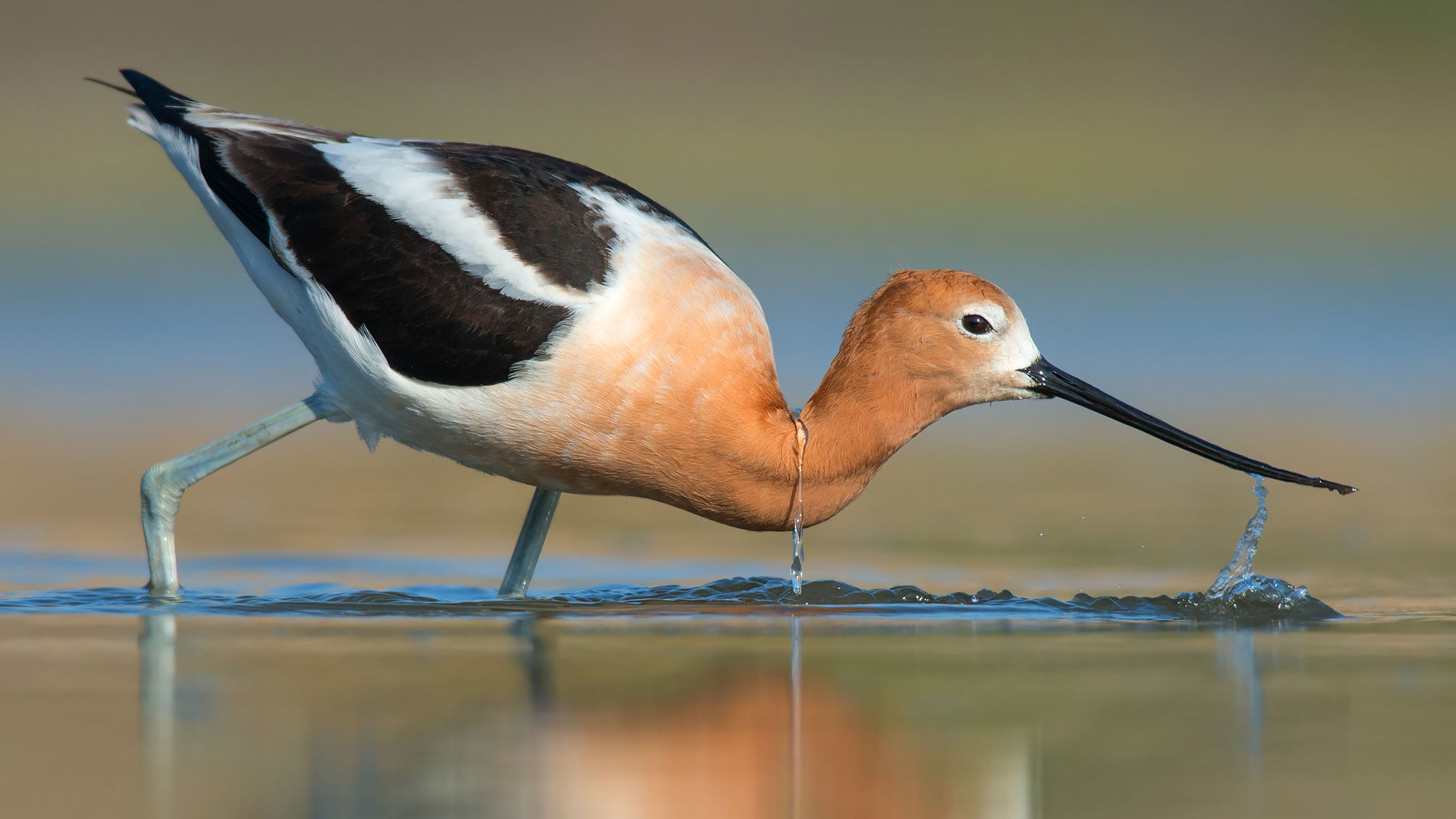 American Avocet (Recurvirostra americana)