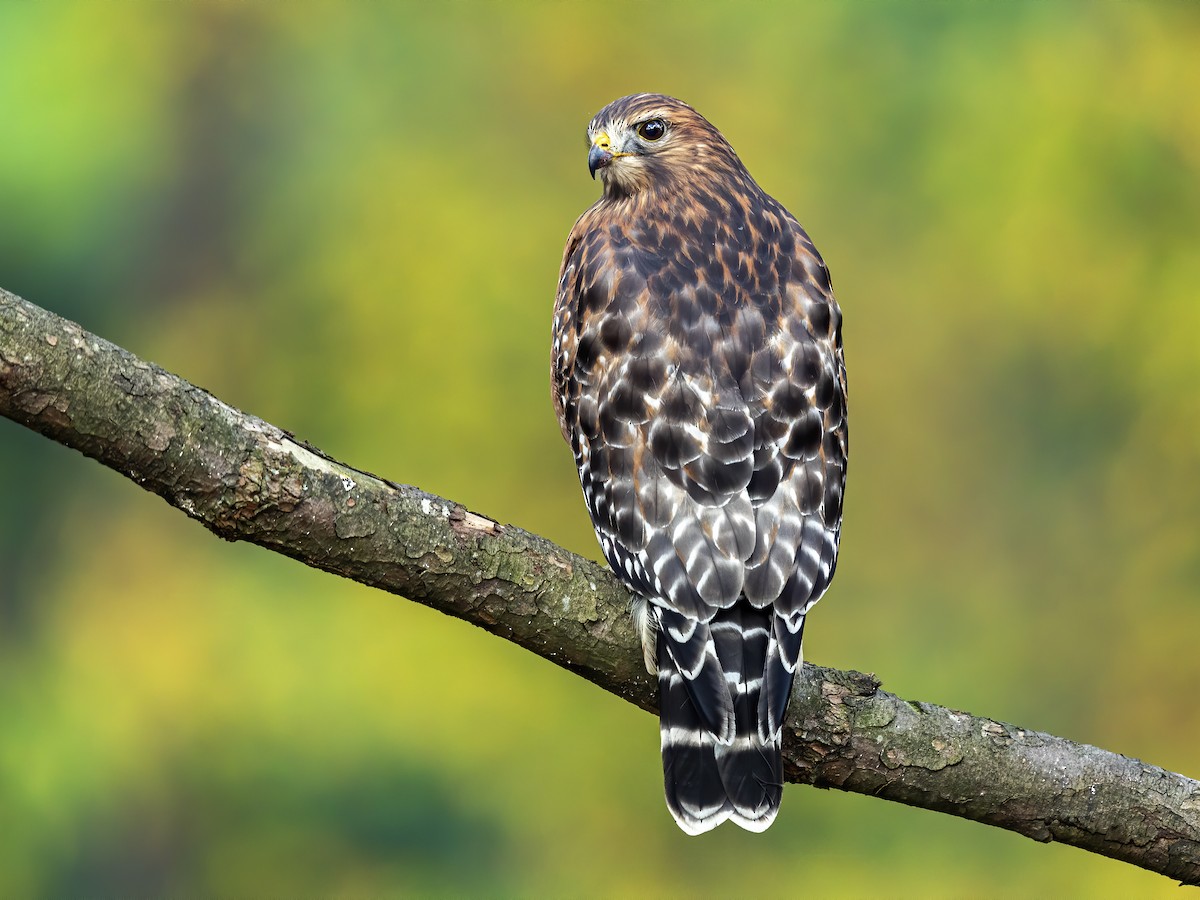 Red-shouldered Hawk (Buteo lineatus)