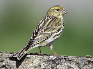 European Serin (Serinus serinus)