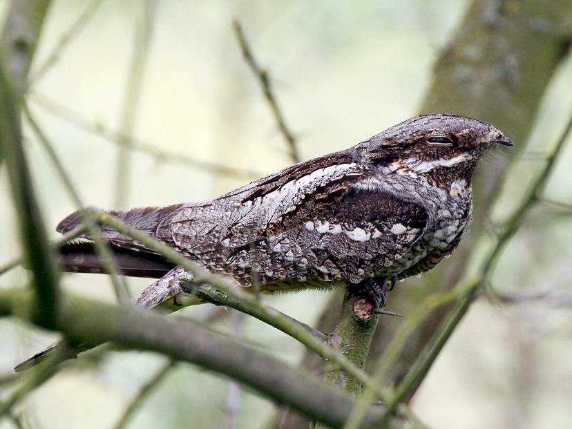 طائر الليل الأوروبي (Caprimulgus europaeus)