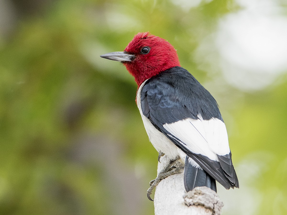 Pica-pau-de-poupa-vermelha (Melanerpes erythrocephalus)