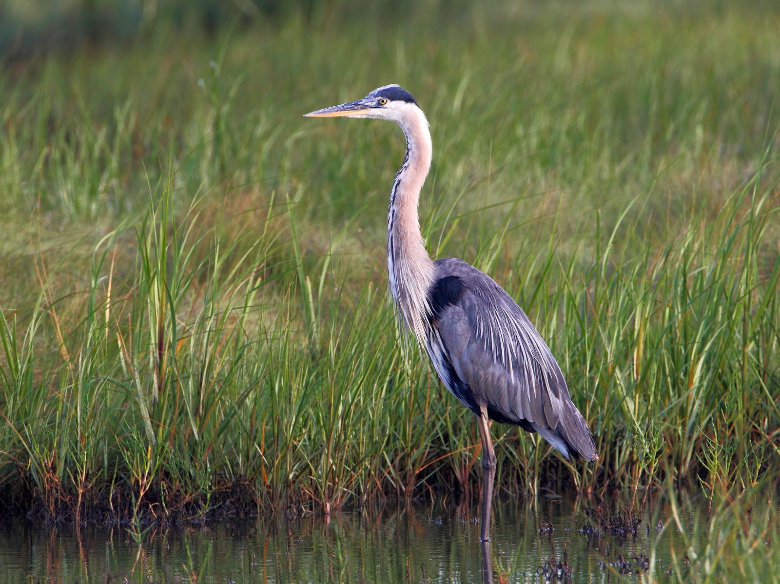 Czapla siwa (Ardea herodias)