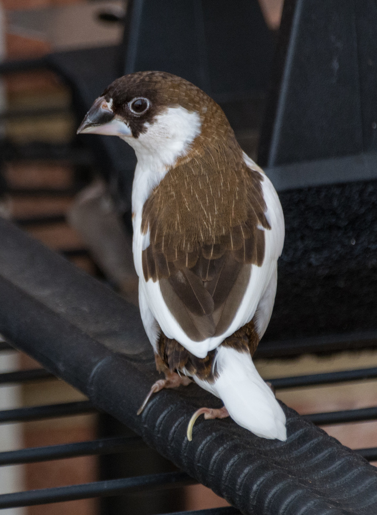 Society Finch (Lonchura domestica)