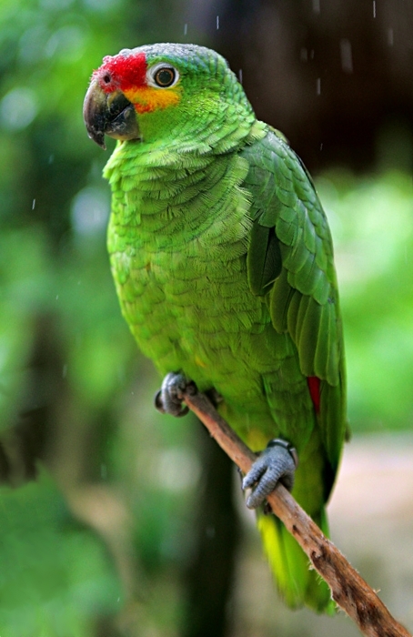 Red-lored Amazon (Amazona autumnalis)