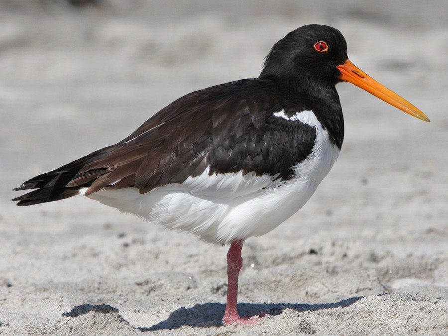 Ústřičník velký (Haematopus ostralegus)
