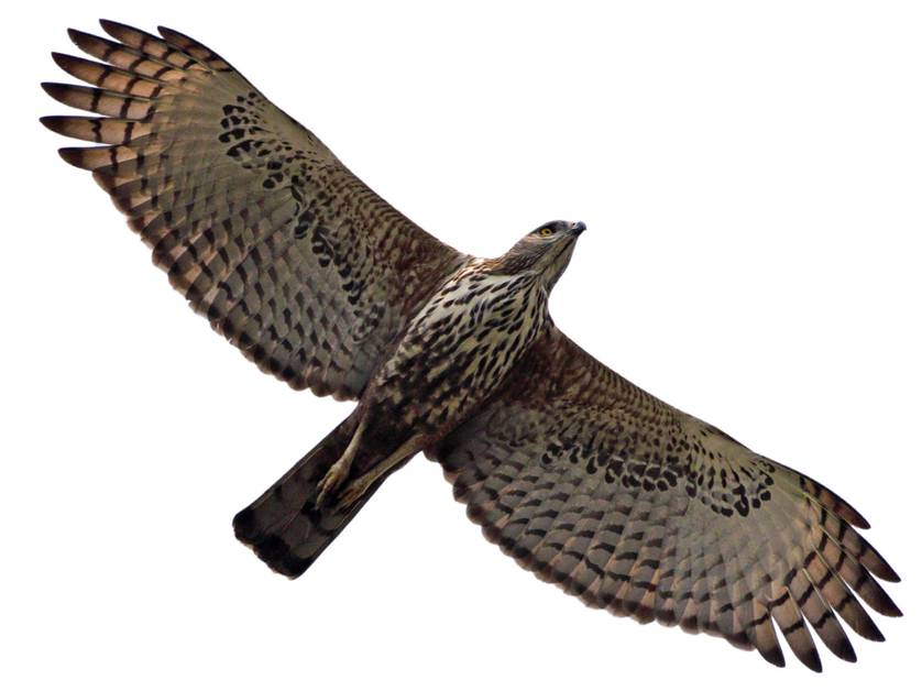 Elang Brontok (Nisaetus cirrhatus)