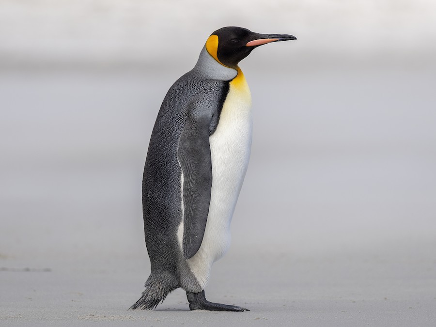 King Penguin (Aptenodytes patagonicus)