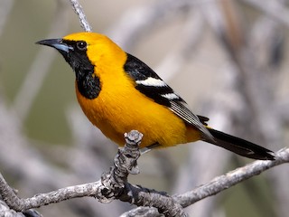 Kapüşonlu İskete (Icterus cucullatus)