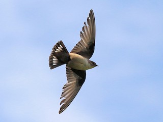 Eurasian Crag Martin (Ptyonoprogne rupestris)