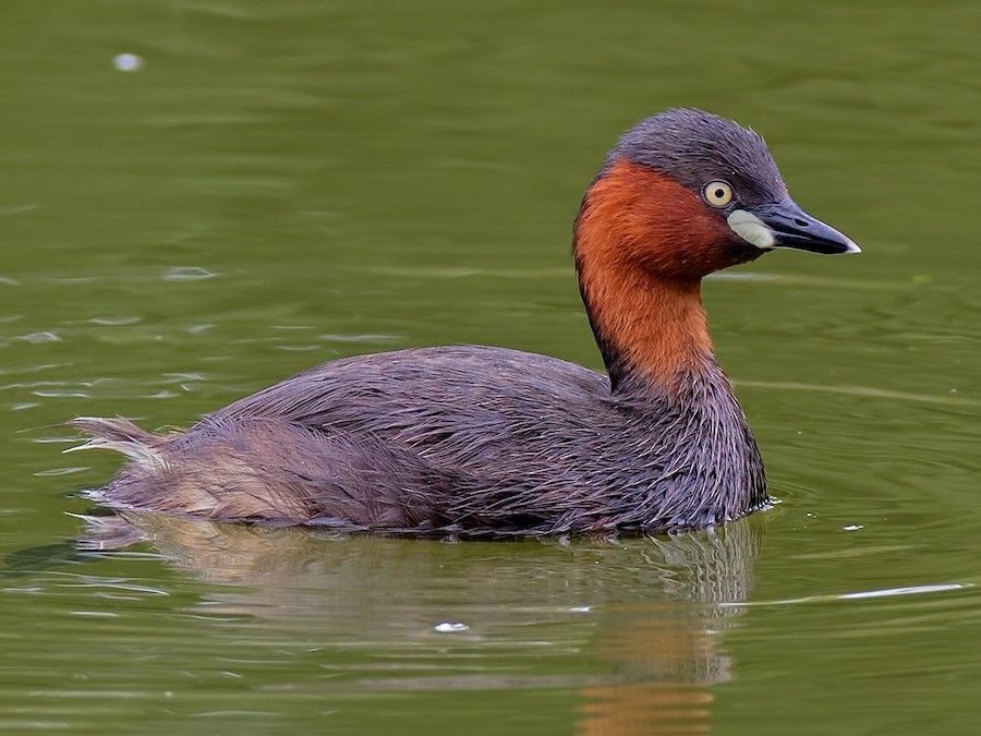 작은논병아리 (Tachybaptus ruficollis)